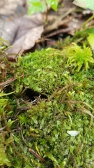 Fuscocephaloziopsis lunulifolia