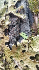 Fuscopannaria leucosticta