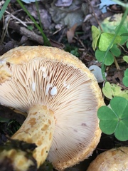 Lactarius repraesentaneus