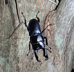 Dorcus rectus rectus