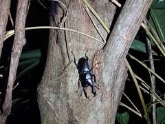 Dorcus rectus rectus