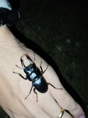 Dorcus rectus rectus