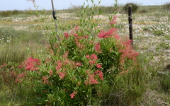 Rumex usambarensis
