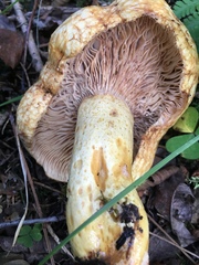 Lactarius repraesentaneus