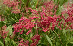 Rumex usambarensis