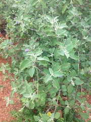 Solanum pubescens