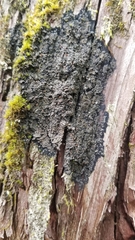 Fuscopannaria leucosticta