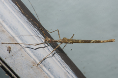 Trachythorax maculicollis