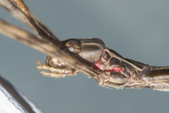 Trachythorax maculicollis