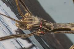 Trachythorax maculicollis