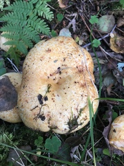 Lactarius repraesentaneus