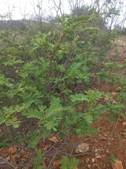 Senna auriculata