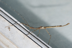Trachythorax maculicollis