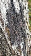 Fuscopannaria leucosticta