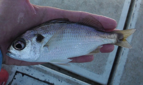 Bigeye grunt (Brachydeuterus auritus) — Haemulidae — 2