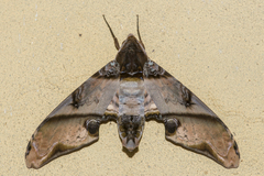 Amplypterus panopus