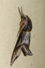 Amplypterus panopus