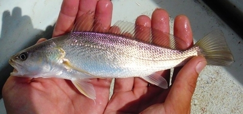 Senegalese ombervis (Pseudotolithus senegalensis) — Sciaenidae