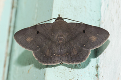 Acantholipini