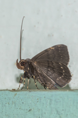 Acantholipini