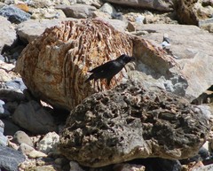 Acridotheres cristatellus