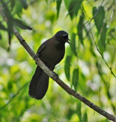 Pterorhinus chinensis monachus