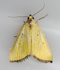 Marimatha nigrofimbria