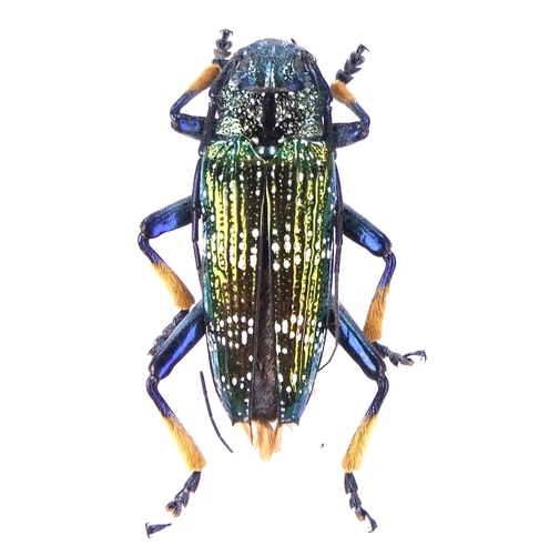 Sphingnotus insignis