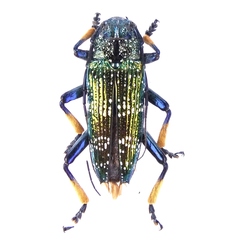 Sphingnotus insignis albertisii