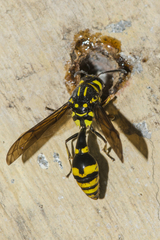 Pareumenes quadrispinosus