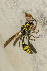 Pareumenes quadrispinosus