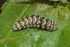 Eublemma olivacea