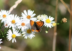 Lycaena phlaeas hypophlaeas