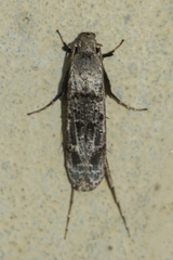 Gerontha