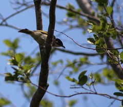 Pycnonotus sinensis hainanus