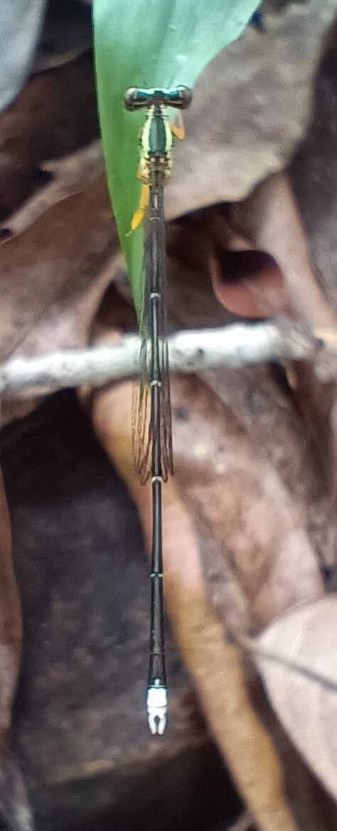 Yellow Featherleg
