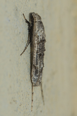 Gerontha