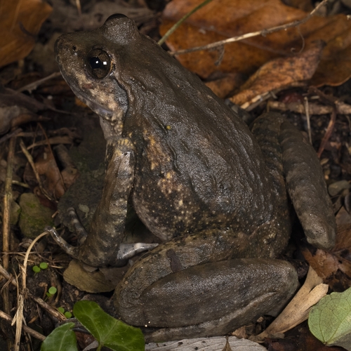 Swelled-vented Frog