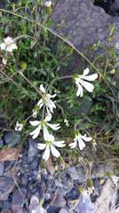 Cerastium morrisonense