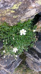 Cerastium morrisonense