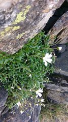 Cerastium morrisonense