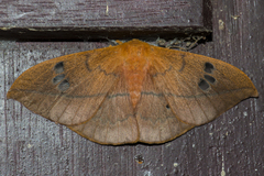 Cricula Silkmoth (Cricula trifenestrata) · iNaturalist