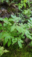 Vaccinium myrtilloides image