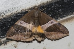 Bastilla fulvotaenia