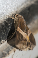 Bastilla fulvotaenia