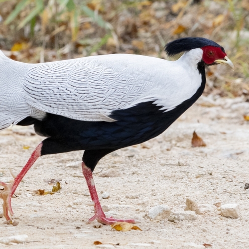 Silver Pheasant
