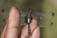 Pseudothemis zonata