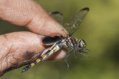 Pseudothemis zonata