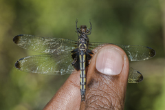 Pseudothemis zonata