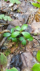 Gaultheria procumbens image
